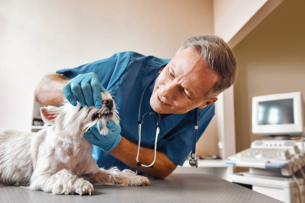Best Emergency Root Canal Treatment in Roosevelt Park, MI